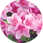 사상구의 꽃