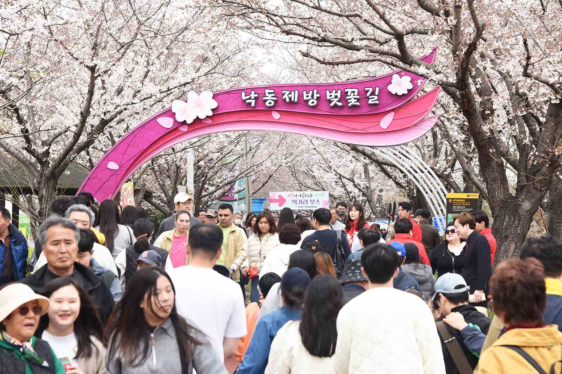낙동강정원 벚꽃 축제 2