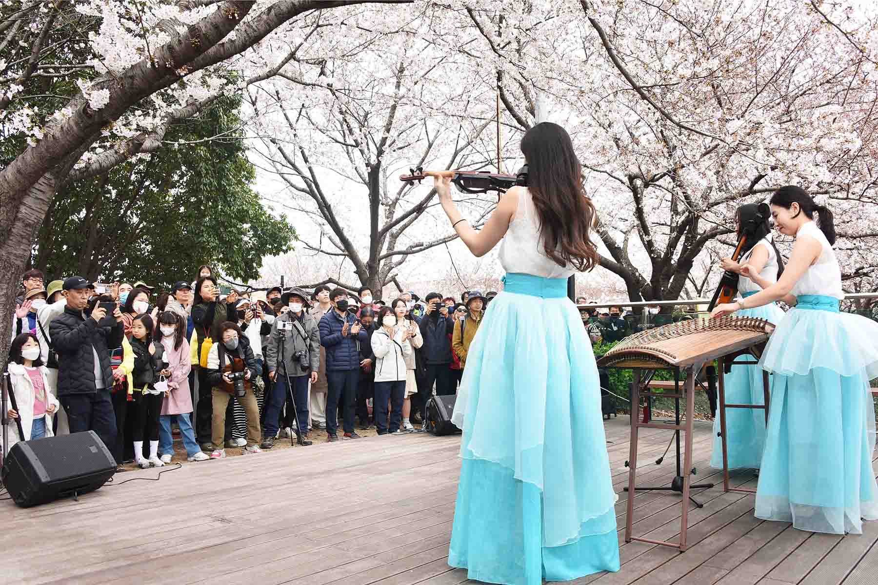 낙동강정원 벚꽃 축제 3