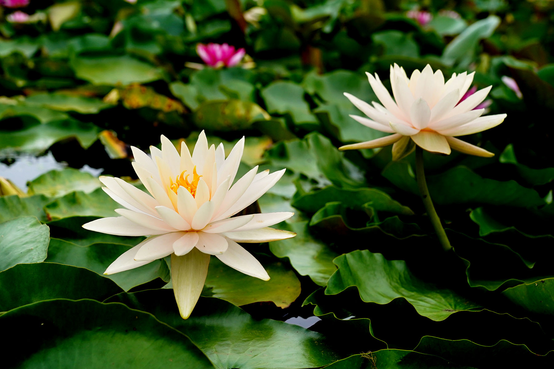 삼락생태공원 연꽃 4