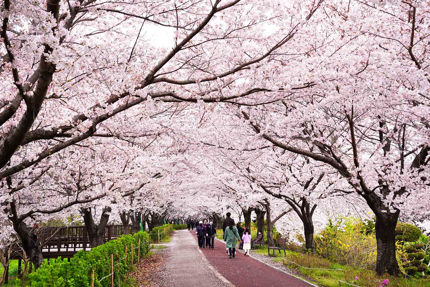 낙동강정원 벚꽃 축제 2