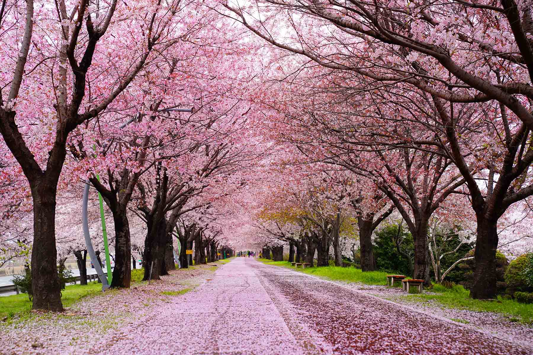 낙동강정원 벚꽃 축제 3