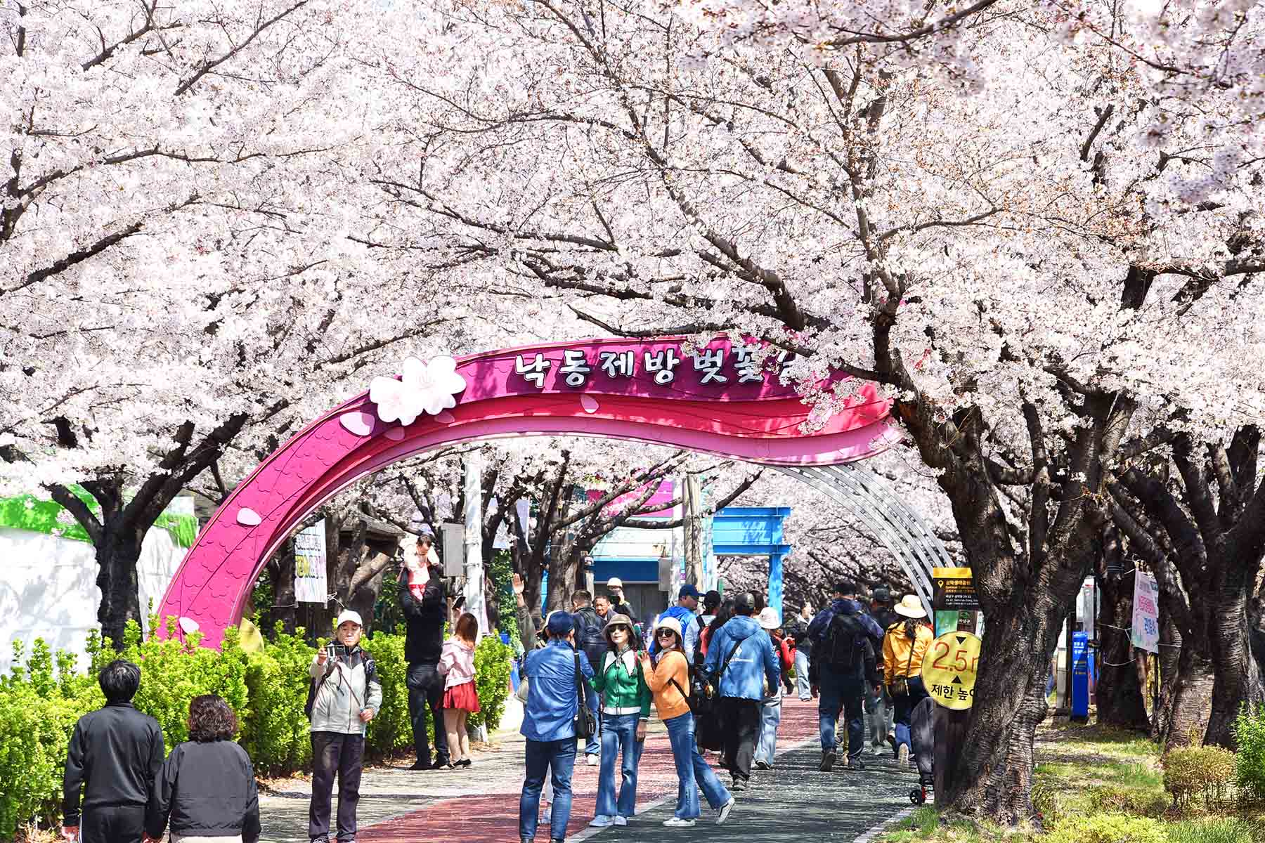 낙동강정원 벚꽃 축제 1