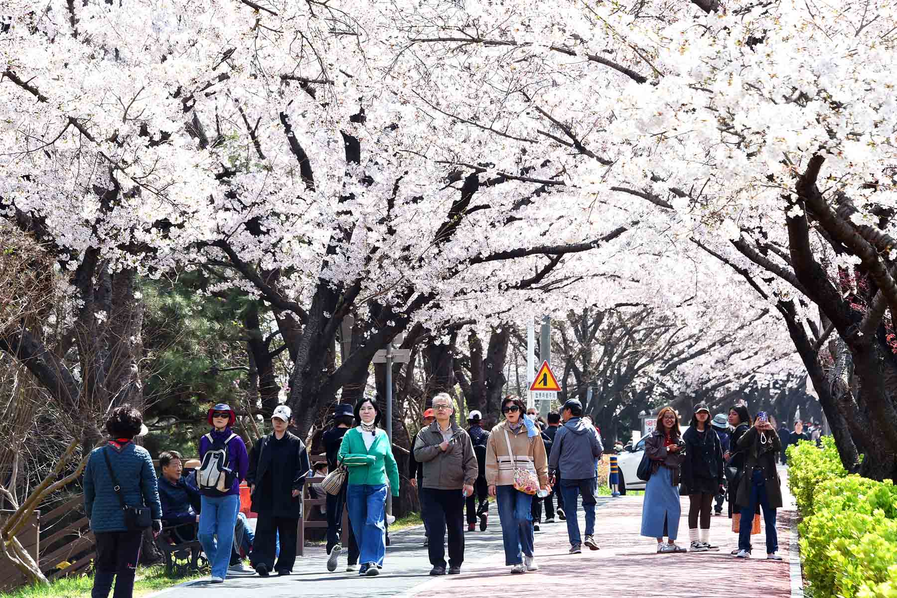 낙동강정원 벚꽃 축제 2