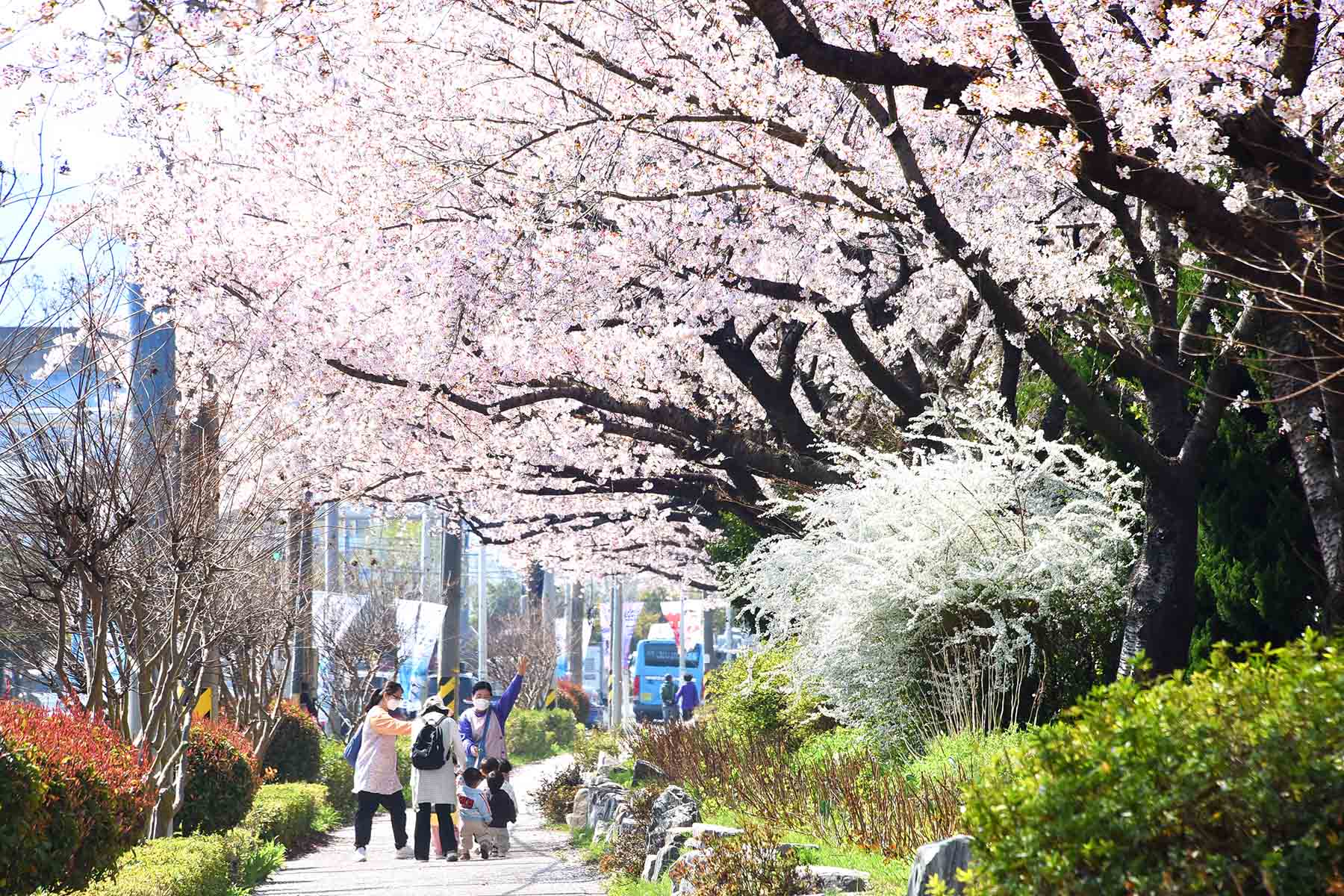 낙동강정원 벚꽃 축제 3