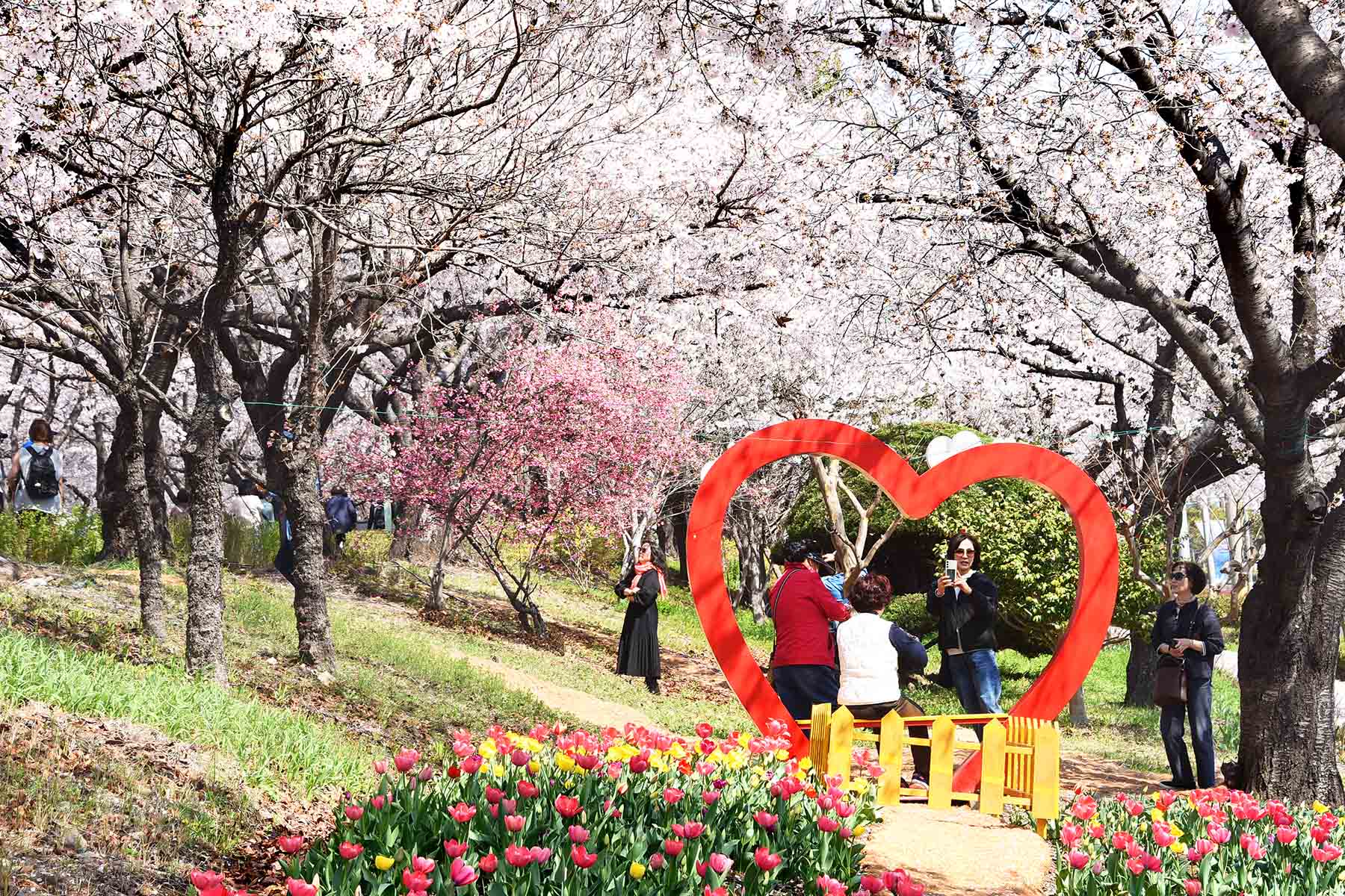 낙동강정원 벚꽃 축제 4