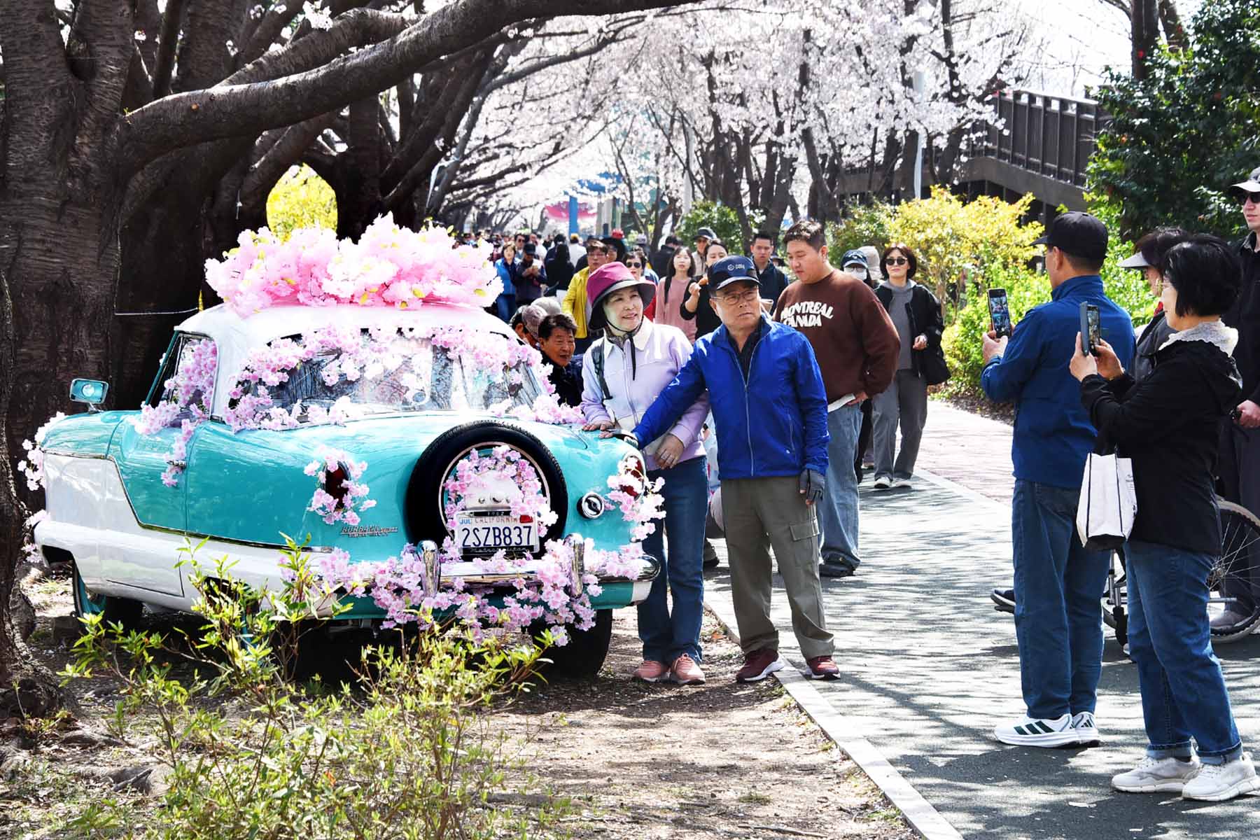 낙동강정원 벚꽃 축제 5