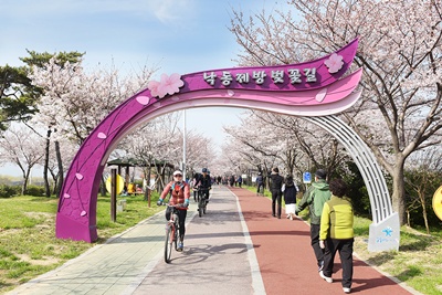 낙동제방에 벚꽃이 만발