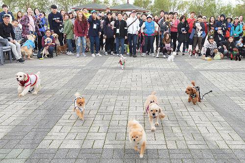 2017 사상 반려동물 축제