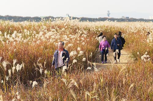 삼락생태공원 억새 물결