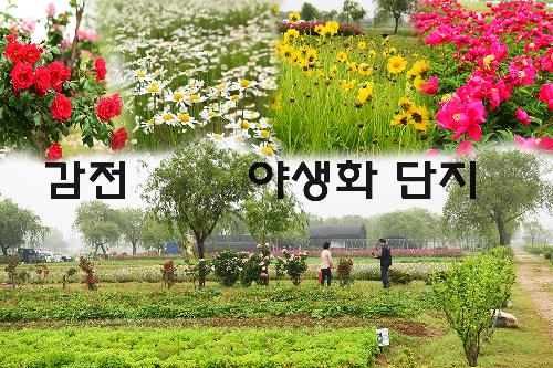 감전야생화 단지