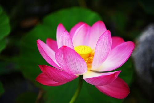 삼락생태공원 연꽃