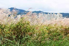 삼락생태공원 억새