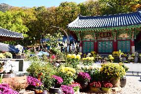 운수사, 제1회 천년의 향기 그대 사랑 국화축제