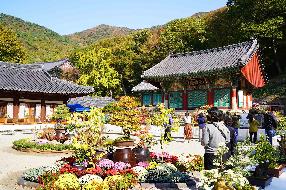 제2회 천년의 향기 그대 사랑 국화축제