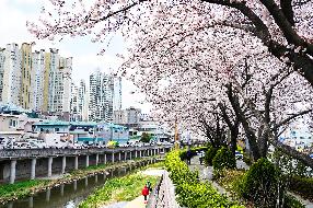 학장제방 벚꽃