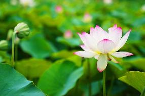 삼락생태공원 연꽃