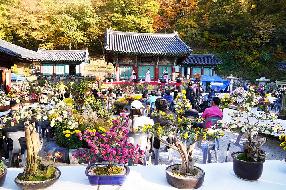 제3회 운수사 국화축제