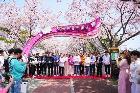 삼락 벚꽃축제