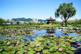 삼락생태공원 연꽃단지(수련)