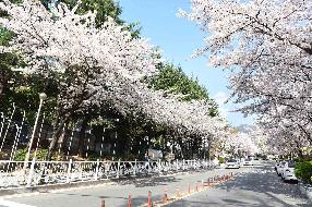 사상구 모라3동 벚꽃