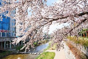사상구 학장제방 벚꽃길