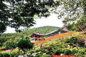 운수사에 핀 꽃무릇