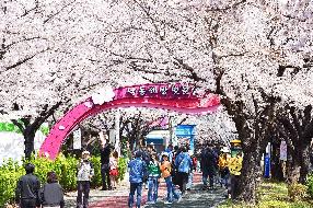 낙동강정원 벚꽃 축제 썸내일