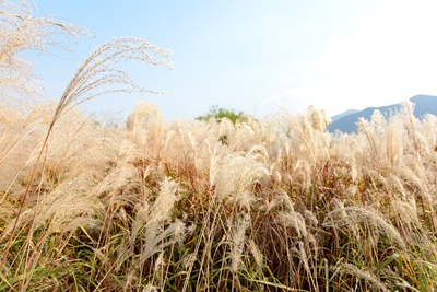 삼락생태공원 억새