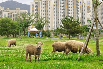 삼락양떼목장