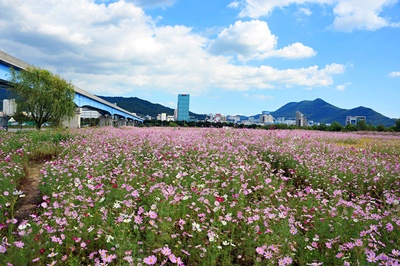삼락생태공원 코스모스 활짝 피었어요.