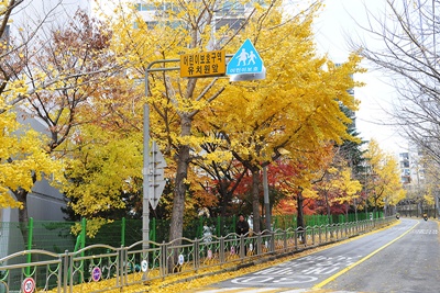 노랗게 물든 은행나무