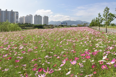 삼락생태공원 코스모스가 활짝 피었어요.