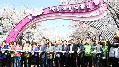 제9회 삼락벚꽃축제