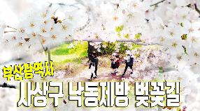 사상뉴스 - 2020 사상구 낙동제방벚꽃