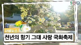 사상뉴스 - 제2회 천년의 향기 그대 사랑 국화축제 개최