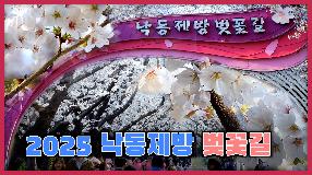 2025 낙동제방 벚꽃길