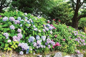 ‘걷기만 해도 힐링’ 낙동제방, 수국 물결
