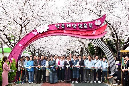 낙동강 정원 벚꽃축제 사진